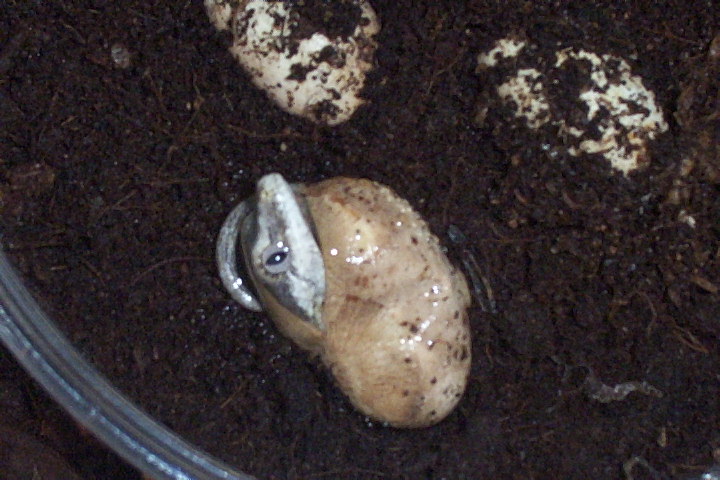 gargoyle gecko hatching a couple minutes later