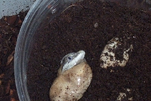 gagoyle gecko hatching