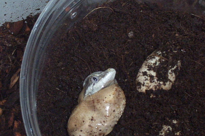 gagoyle gecko hatching