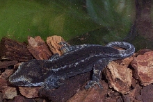 gargoyle gecko a couple hours later