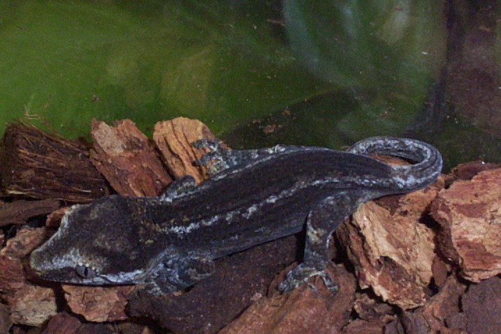 gargoyle gecko a couple hours later