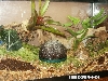 Finished viv