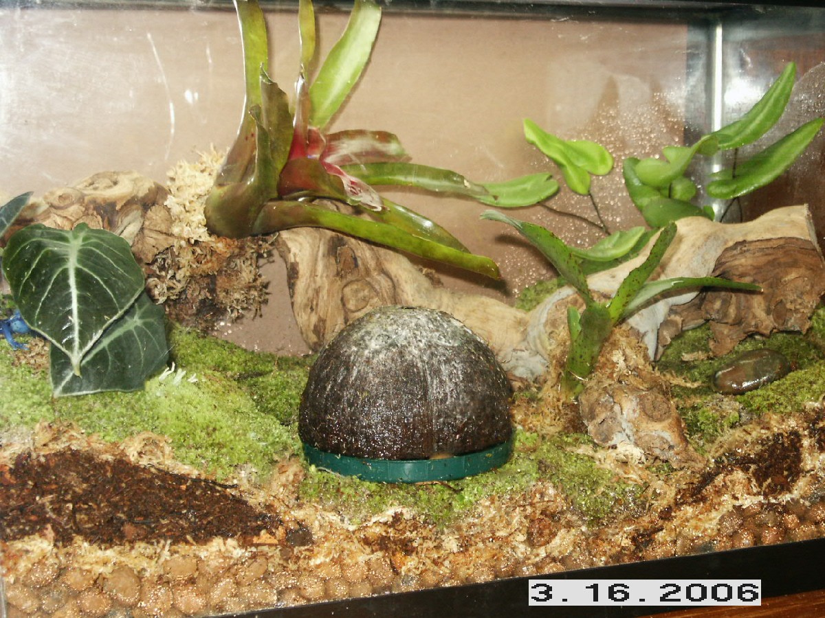 Finished viv