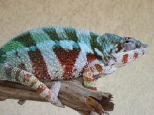 benny (red ambaja panther