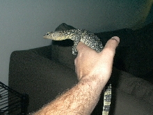 jake ( sumatran water monitor)
