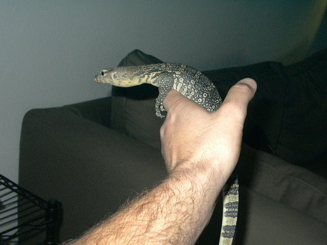 jake ( sumatran water monitor)