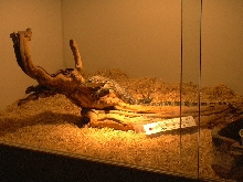 jake ( sumatran water monitor)