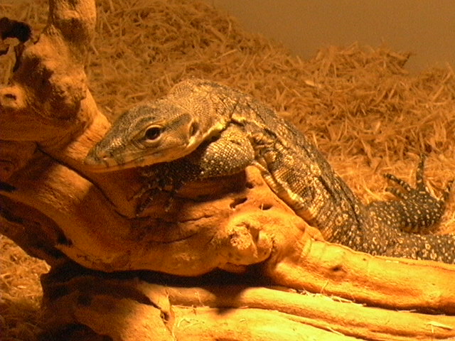 jake close-up