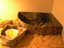 jake in waterbowl