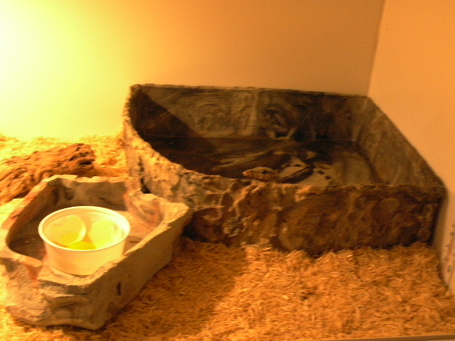 jake in waterbowl