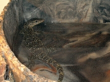 another pic of jake in waterbowl