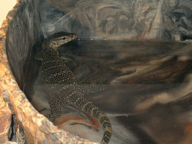 another pic of jake in waterbowl