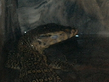 jake sleeping
