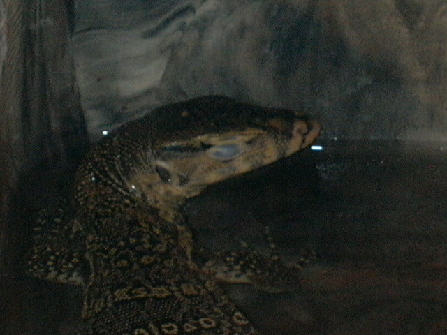 jake sleeping