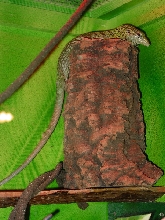 Green Tree