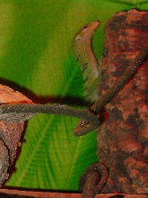 Green Tree 2