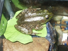 Bullfrog with Fungus