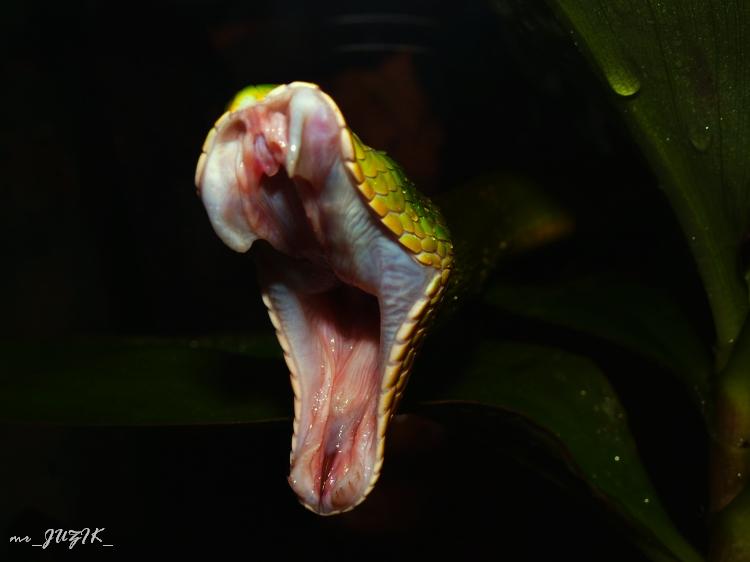 trimeresurus stejnegeri