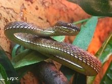 trimeresurus purpureomaculatus-stejnegeri