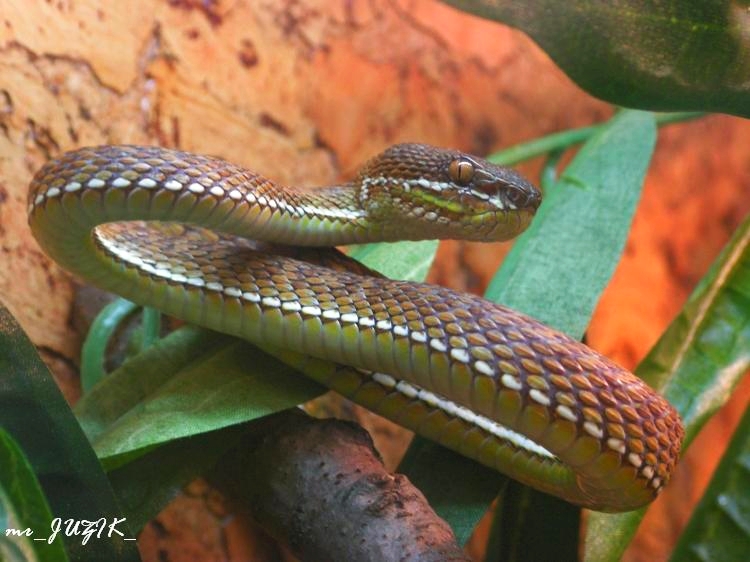 trimeresurus purpureomaculatus-stejnegeri