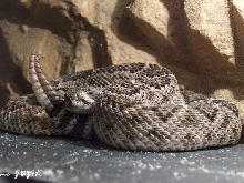 crotalus atrox