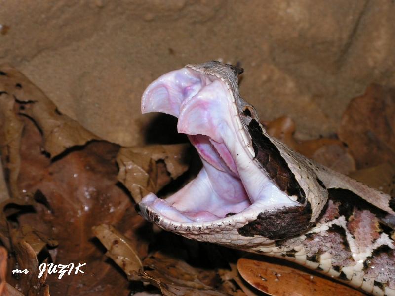 Bitis gabonica rhinoceros male