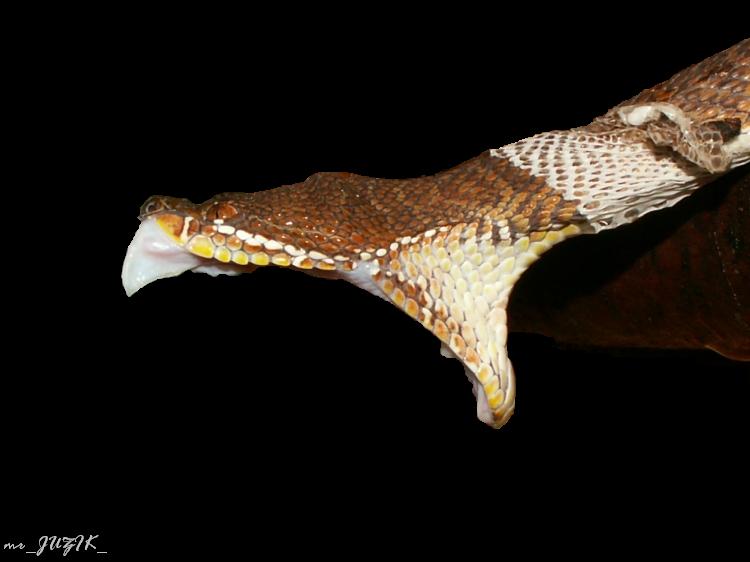 molting