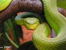 trimeresurus stejnegeri female