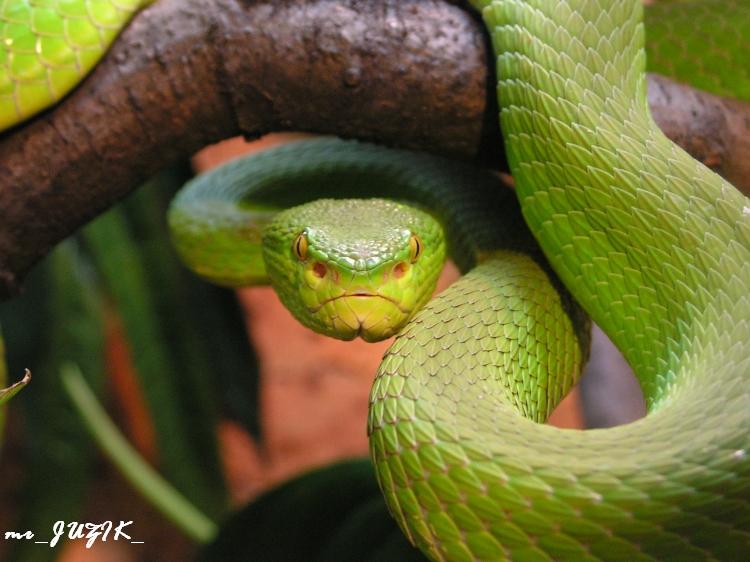 trimeresurus stejnegeri female