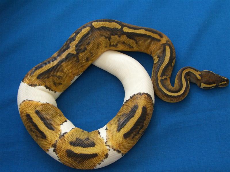 Pied