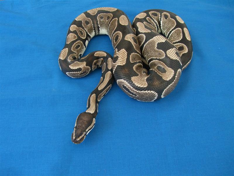 Axanthic