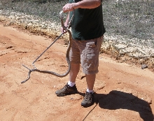 6' eastern coachwhip