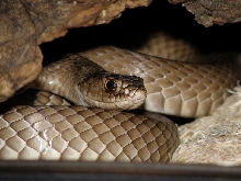 WC eastern coachwhip in cage pic 1