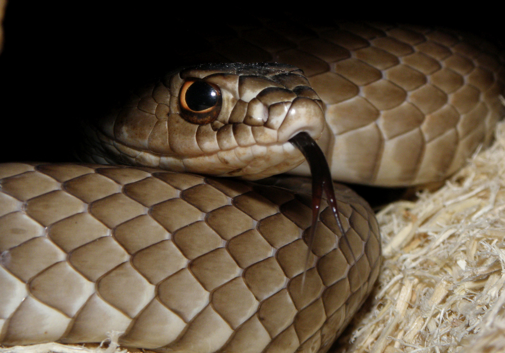 WC eastern coachwhip in cage pic 2