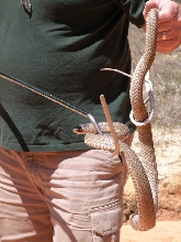 Eastern coachwhip