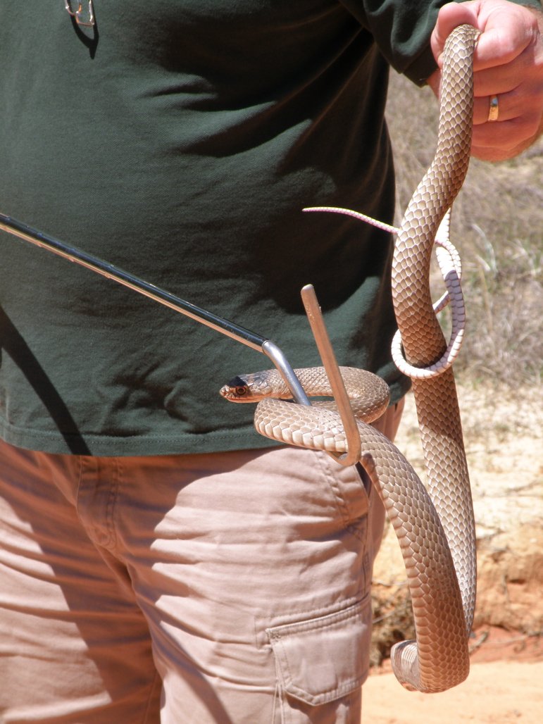 Eastern coachwhip