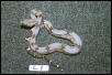 L1: 2003 Surinam Redtail Male
