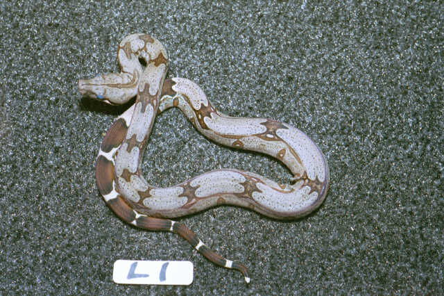 L1: 2003 Surinam Redtail Male