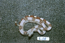 L10: 2003 Surinam Redtail female