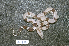 L12: 2003 Surinam Redtail female