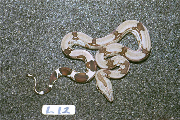L12: 2003 Surinam Redtail female