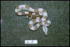 L2: 2003 Surinam Redtail Female
