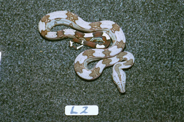 L2: 2003 Surinam Redtail Female