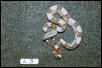 L3: 2003 Surinam Redtail Male