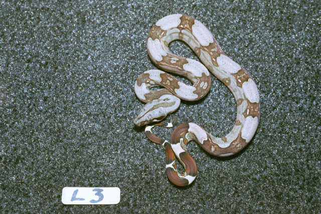 L3: 2003 Surinam Redtail Male