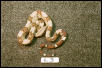 L3: 2003 Surinam Retdtail male