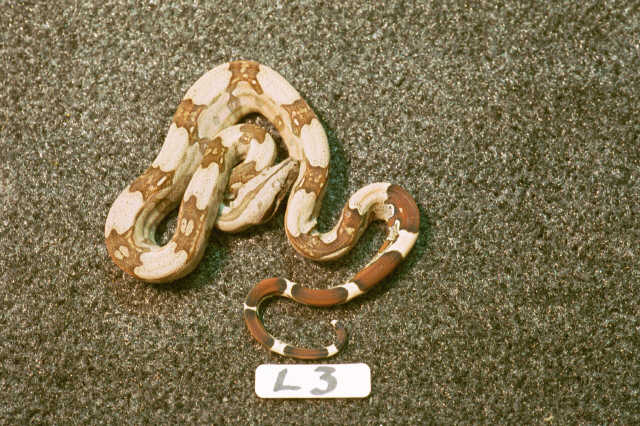 L3: 2003 Surinam Retdtail male