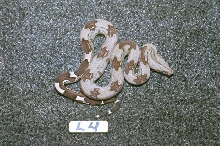 L4: 2003 Surinam Redtail male