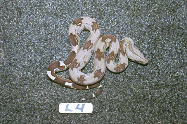 L4: 2003 Surinam Redtail male