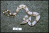 L5: 2003 Surinam Redtail male